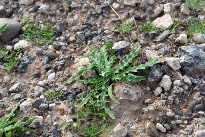 Stock or Small Flower Stock or Three-horned Stock is an exotic invasive in the Sonoran Desert. Although this species is listed as an "invasive" there is little evidence of the nature and extent of the plants potential to cause environmental harm. Matthiola parviflora